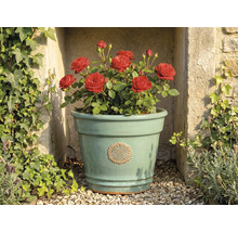 Světle zelený keramický květináč s květinovým emblémem, osázený červenými růžemi, před kamennou zdí s břečťanem.