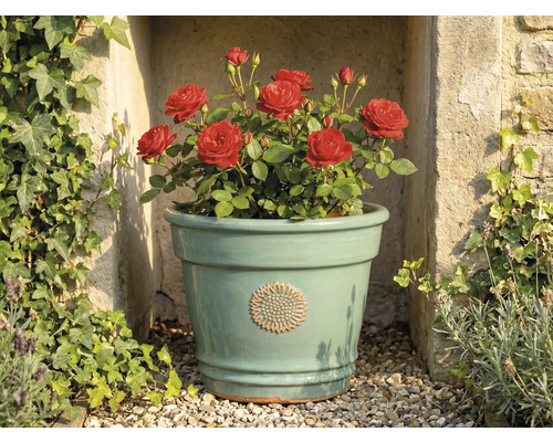 Světle zelený keramický květináč s květinovým emblémem, osázený červenými růžemi, před kamennou zdí s břečťanem.