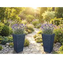 Dva vysoké truhlíky v tmavém ratanovém vzhledu s kvetoucí levandulí u světlé, uspořádané zahradní cesty z přírodního kamene.
