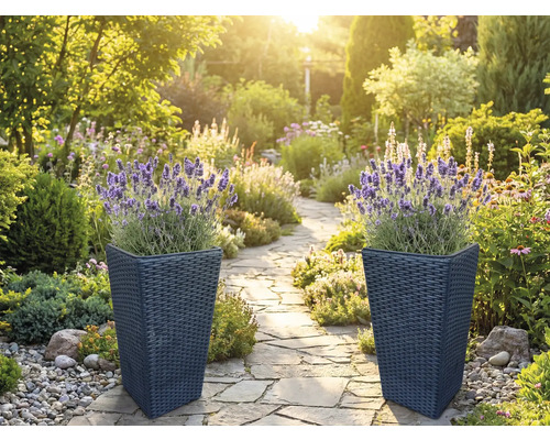 Dva vysoké truhlíky v tmavém ratanovém vzhledu s kvetoucí levandulí u světlé, uspořádané zahradní cesty z přírodního kamene.