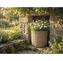 Pletený koš s bílými kopretinami umístěný ve výklenku kamenné zdi v prosvětlené zahradě.