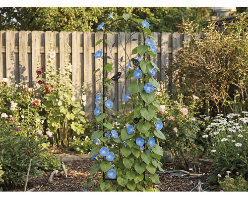 Černá kovová mříž na popínavé rostliny s ptačími siluetami, porostlá modrými květy v zahradě před dřevěným laťkovým plotem.