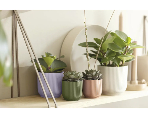 Pokojové rostliny v rýhovaných květináčích ve fialové, zelené, růžové a bílé barvě na dřevěné polici ve světlém, uspořádaném prostředí.