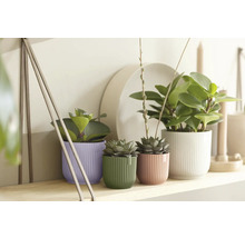 Pokojové rostliny v rýhovaných květináčích ve fialové, zelené, růžové a bílé barvě na dřevěné polici ve světlém, uspořádaném prostředí.