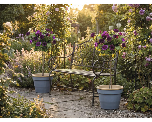 Kovová zahradní lavička s ozdobnými detaily a dvěma stromkovými růžemi v květináčích na slunné kamenné terase v rozkvetlé zahradě.