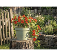 Světlý keramický květináč na pařezu v zahradě s kvetoucí lichořeřišnicí.