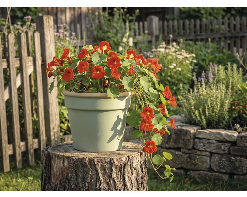 Světlý keramický květináč na pařezu v zahradě s kvetoucí lichořeřišnicí.