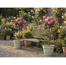 Kovová zahradní lavička mezi dvěma růžemi na kmínku v květináčích na štěrkové cestě ve světlé, udržované zahradě.