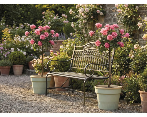 Kovová zahradní lavička mezi dvěma růžemi na kmínku v květináčích na štěrkové cestě ve světlé, udržované zahradě.