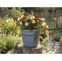 Lichořeřišnice v tmavě červené a krémové barvě kvetoucí v šedém květináči na pařezu v jasné zahradě s dřevěným plotem.