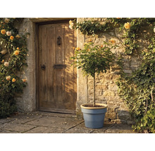 Stromková růže v modrém květináči před rustikální kamennou zdí a dřevěnými dveřmi, obklopená žlutými pnoucími růžemi.