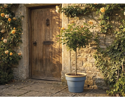 Stromková růže v modrém květináči před rustikální kamennou zdí a dřevěnými dveřmi, obklopená žlutými pnoucími růžemi.