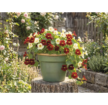 Lichořeřišnice s červenými a světlými květy v kulatém květináči na dřevěném špalku v zahradním prostředí.