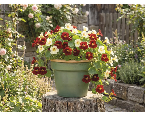 Lichořeřišnice s červenými a světlými květy v kulatém květináči na dřevěném špalku v zahradním prostředí.