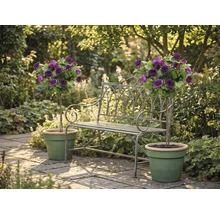 Kovová zahradní lavička mezi dvěma fialovými stromkovými růžemi v zelených květináčích na světlé kamenné terase.