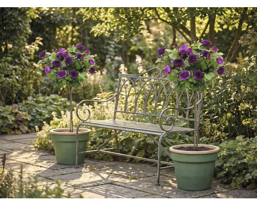 Kovová zahradní lavička mezi dvěma fialovými stromkovými růžemi v zelených květináčích na světlé kamenné terase.