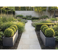 Moderní zahrada se světlou kamennou cestou, šedými truhlíky s buxusovými koulemi a okrasnými travinami u zdi.