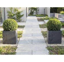 Moderní zahrada s cestou ze světle šedých dlaždic, lemovaná dvěma čtvercovými květináči s kulatými zimostrázy na světlém štěrku.