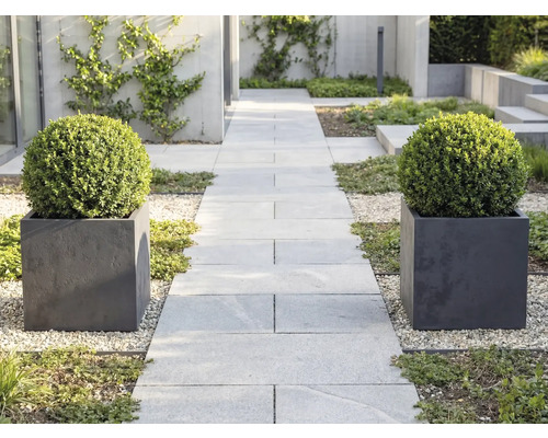 Moderní zahrada s cestou ze světle šedých dlaždic, lemovaná dvěma čtvercovými květináči s kulatými zimostrázy na světlém štěrku.