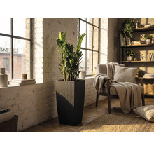 Vysoký čtvercový květináč v tmavém ratanovém vzhledu s rostlinou Zamioculcas ve světlém obývacím pokoji s bílou cihlovou stěnou.