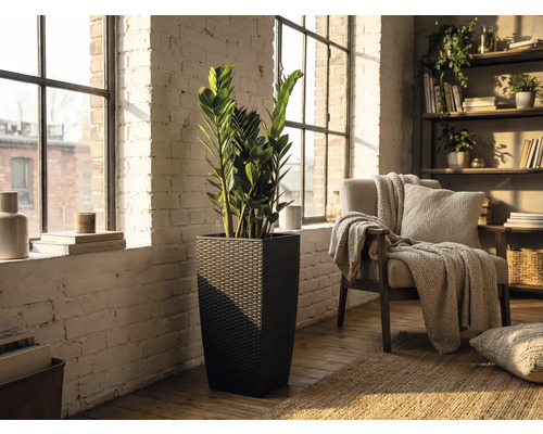 Vysoký čtvercový květináč v tmavém ratanovém vzhledu s rostlinou Zamioculcas ve světlém obývacím pokoji s bílou cihlovou stěnou.