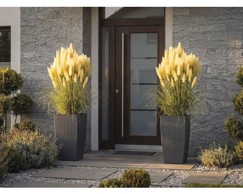 Dva vysoké květináče s pleteným vzorem a ozdobnou pampovou trávou u moderních vchodových dveří s kamenným obkladem.