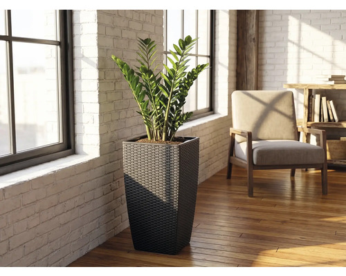 Vysoký čtvercový pletený květináč s rostlinou zamiokulkas ve světlé místnosti s bílými cihlovými stěnami a dřevěnou podlahou.
