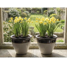 Dva keramické květináče se žlutými narcisy na kamenném okenním parapetu s výhledem na světlou zahradu.