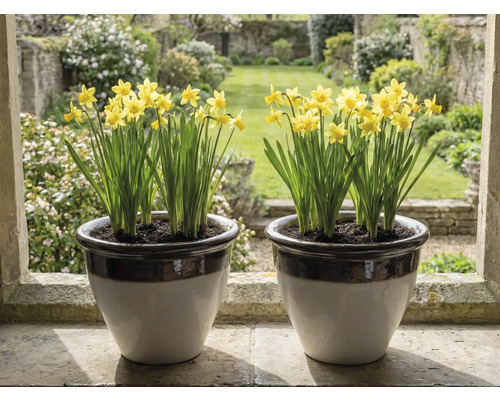Dva keramické květináče se žlutými narcisy na kamenném okenním parapetu s výhledem na světlou zahradu.