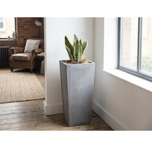 Vysoký, čtvercový květináč v šedém betonovém vzhledu s tchyniným jazykem v jasném, moderně zařízeném obývacím pokoji u okna.