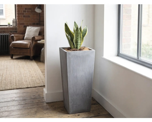 Vysoký, čtvercový květináč v šedém betonovém vzhledu s tchyniným jazykem v jasném, moderně zařízeném obývacím pokoji u okna.