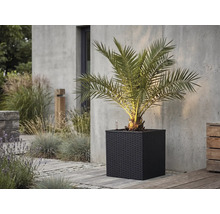 Palma v tmavém čtvercovém květináči s pleteným vzhledem na kamenné terase před betonovou stěnou.