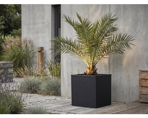 Palma v tmavém čtvercovém květináči s pleteným vzhledem na kamenné terase před betonovou stěnou.