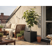 Čtvercový černý pletený květináč s fíkovníkem na světlé terase s dřevěným zahradním nábytkem a terakotovými květináči s bylinkami.