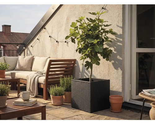 Čtvercový černý pletený květináč s fíkovníkem na světlé terase s dřevěným zahradním nábytkem a terakotovými květináči s bylinkami.