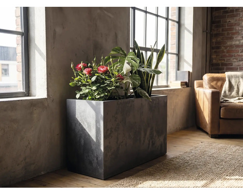 Obdélníkový truhlík v betonovém vzhledu s pokojovými rostlinami jako jsou růže a tchynin jazyk v prosvětleném industriálním pokoji u okna.