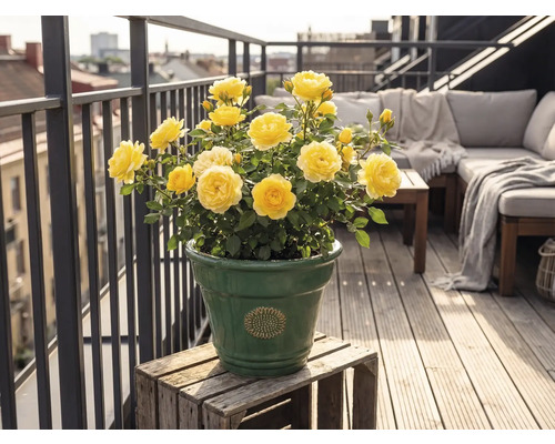 Žluté růže v zeleném keramickém květináči na světlém balkóně s dřevěnou podlahou, lounge nábytkem a kovovým zábradlím.