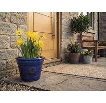 Modrý keramický květináč se žlutými narcisy před dřevěnými vchodovými dveřmi u kamenné zdi na dlážděné terase.