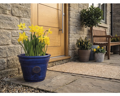 Modrý keramický květináč se žlutými narcisy před dřevěnými vchodovými dveřmi u kamenné zdi na dlážděné terase.