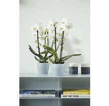 Dvě bílé orchideje Phalaenopsis v šedých květináčích na polici vedle svícnů a knih v moderním stylu.