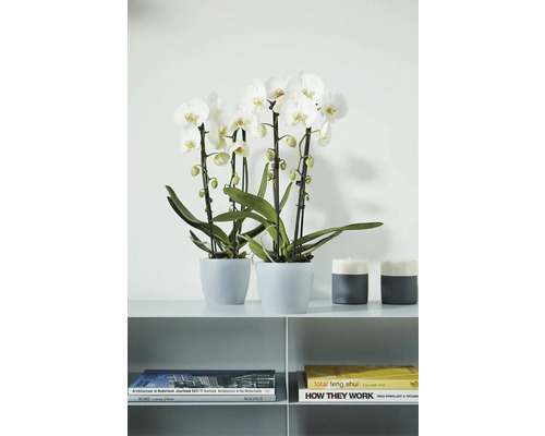 Dvě bílé orchideje Phalaenopsis v šedých květináčích na polici vedle svícnů a knih v moderním stylu.
