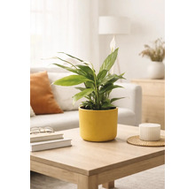 Lopatkovec Spathiphyllum ve žlutém keramickém květináči na dřevěném konferenčním stolku ve světlém, moderně zařízeném obývacím pokoji.