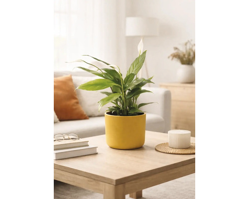 Lopatkovec Spathiphyllum ve žlutém keramickém květináči na dřevěném konferenčním stolku ve světlém, moderně zařízeném obývacím pokoji.