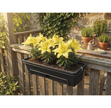 Tmavě šedý truhlík se žlutými liliemi, zavěšený na dřevěném zábradlí na terase.