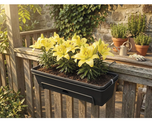 Tmavě šedý truhlík se žlutými liliemi, zavěšený na dřevěném zábradlí na terase.