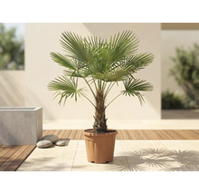 Palma konopná Trachycarpus fortunei v pěstebním květináči na světlé terase s dřevěnou podlahou.