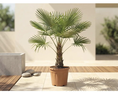 Palma konopná Trachycarpus fortunei v pěstebním květináči na světlé terase s dřevěnou podlahou.