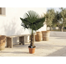 Palma konopná Trachycarpus fortunei v květináči na terase s dřevěnou lavicí a nádobami z terakoty.