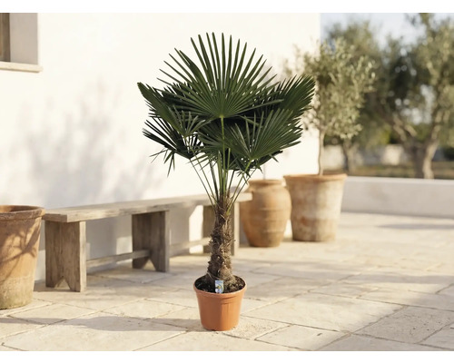 Palma konopná Trachycarpus fortunei v květináči na terase s dřevěnou lavicí a nádobami z terakoty.