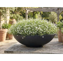 Kulatý černý květináč s drobnými bílými květy na rustikálním dřevěném stole na zahradě.